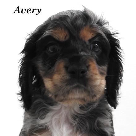 puppy, for, sale, Cocker Spaniel, Joe & Cherri  Overlease, dog, breeder, Miller, MO, dog-breeder, puppy-for-sale, forsale, nearby, find, puppyfind, locator, puppylocator, aca